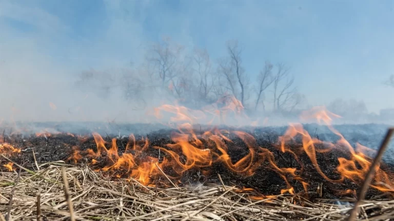 В Україні посилять кримінальну відповідальність за підпали опалого листя