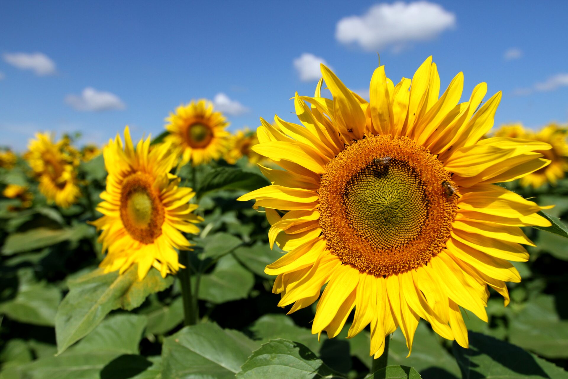 Sunflower in Ukraine