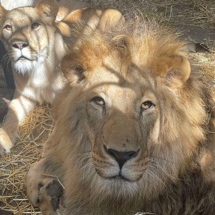 UA Animals збирає гроші на евакуацію левів з гарячих точок