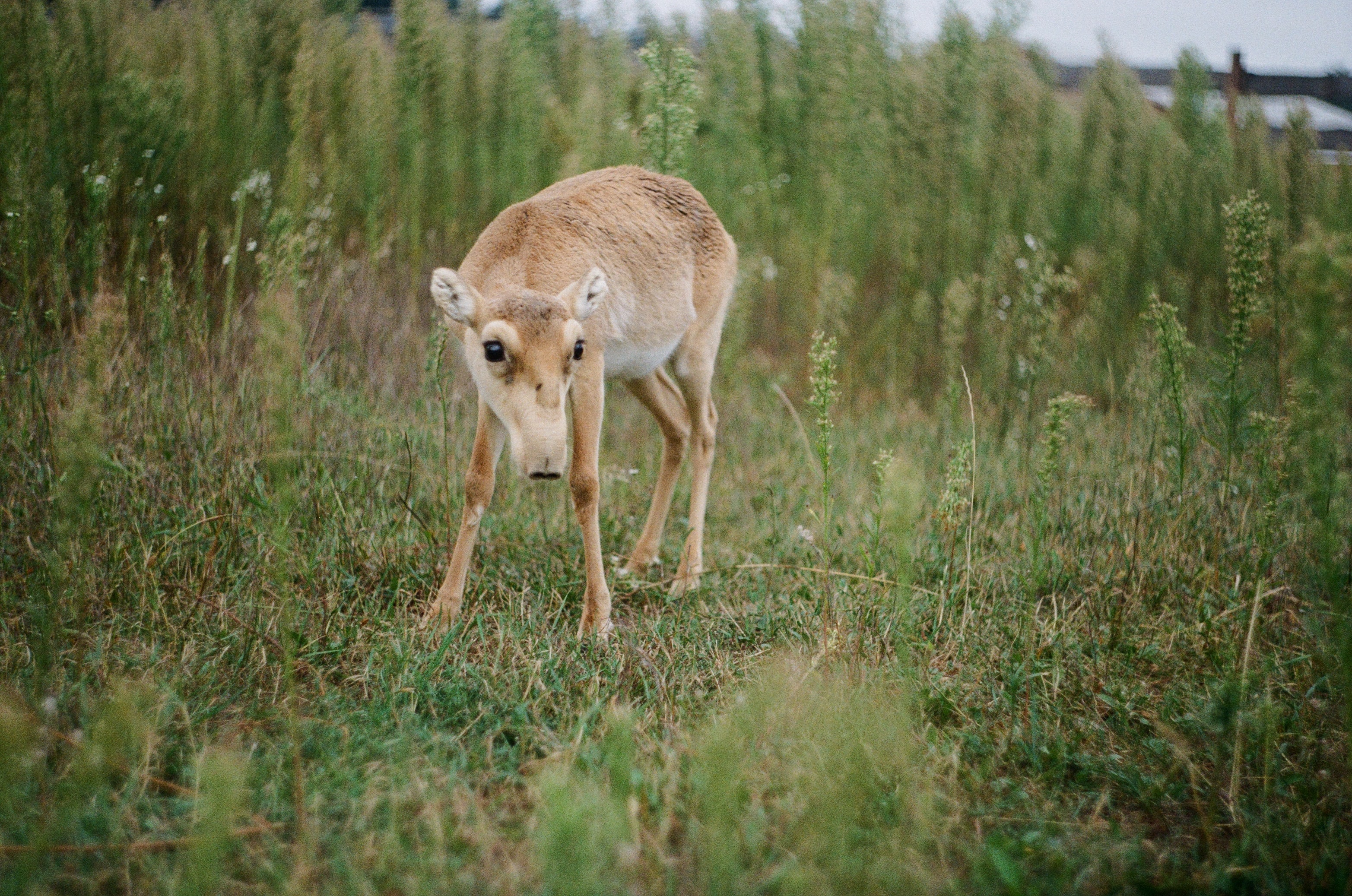 Saiga