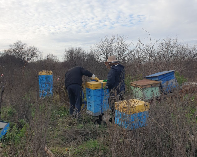 UAnimals Rescued Bees from De-occupied Kharkiv Oblast