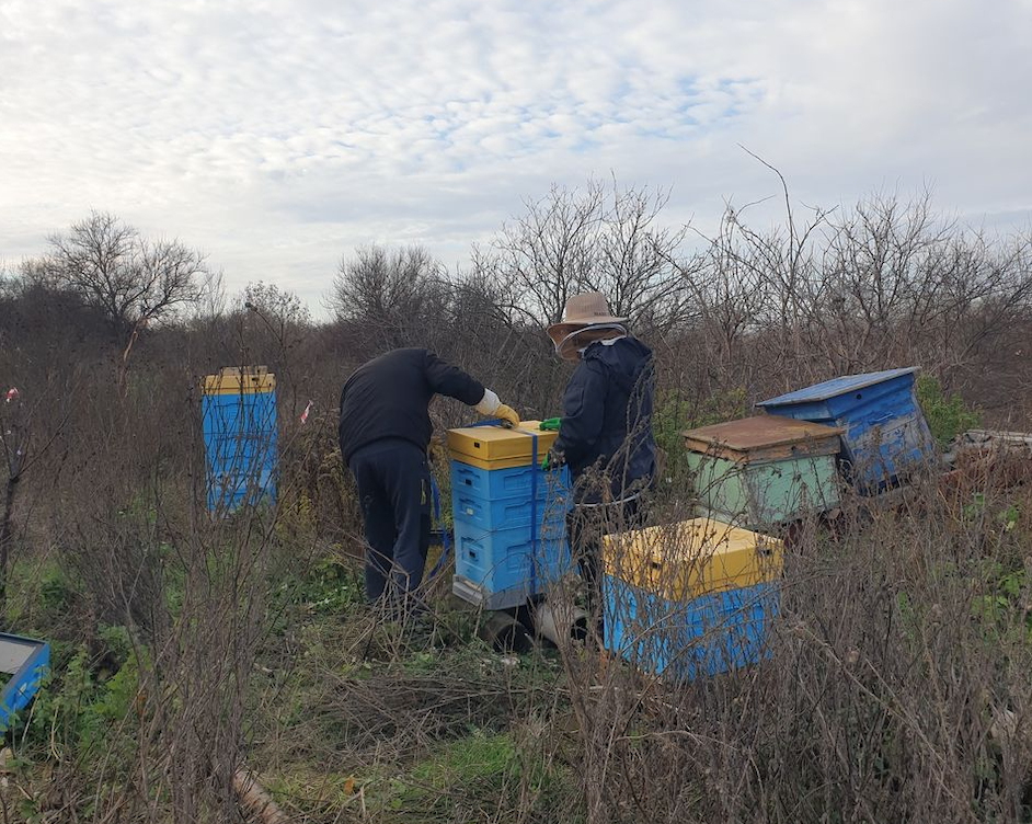 Bees evacuation