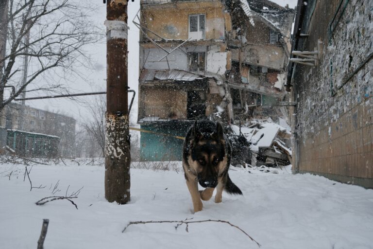 Save Pets of Ukraine випустила благодійну книгу про порятунок тварин від війни
