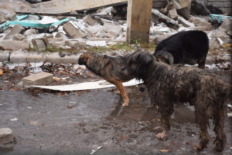 З-під Куп’янська евакуювали 28 домашніх тварин