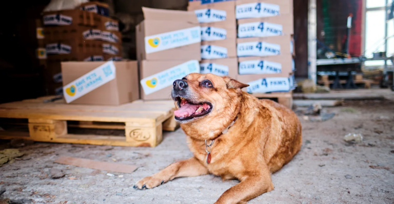 Понад $3 млн для допомоги тваринам назбирала ініціатива Save Pets of Ukraine