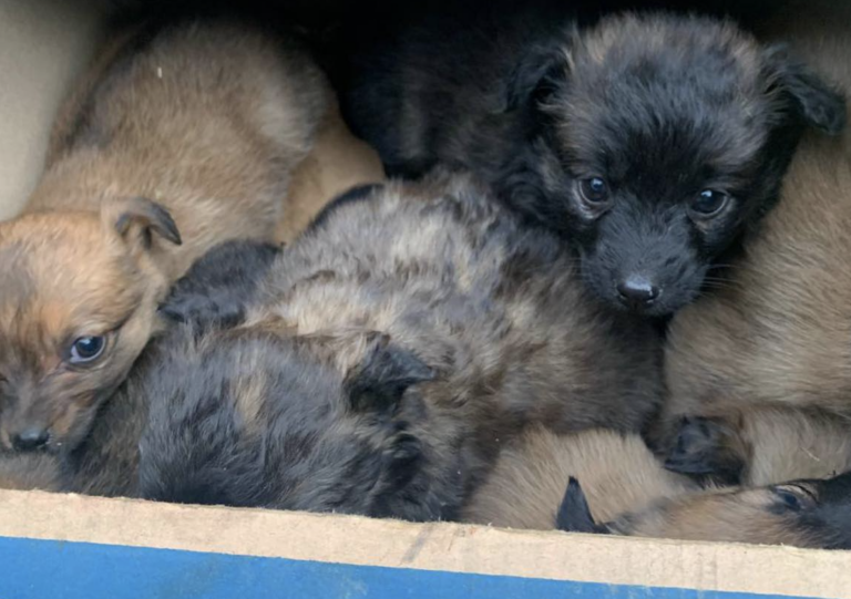 ГО «Порятунок тварин Харків» евакуювала з Часового Яру 42 тварин