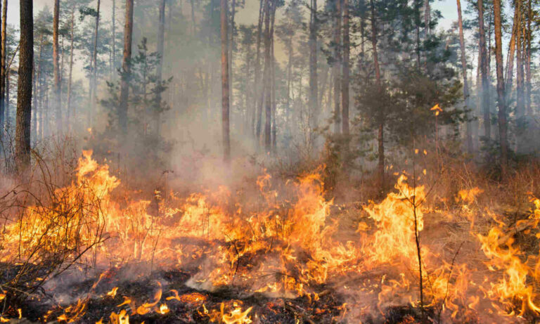 Forests Burned Down near Kupyansk Due to Russian Shelling