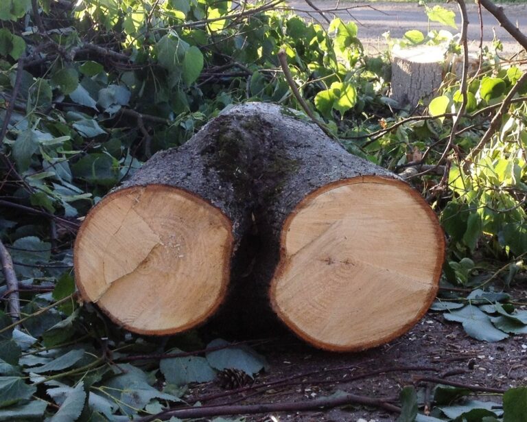 На Харківщині екоінспекція оштрафувала працівника лікарні за вирубування дерев
