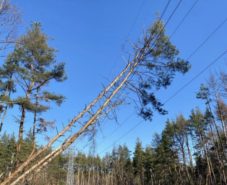 Харківобленерго показали наслідки буревію в сосновому лісі