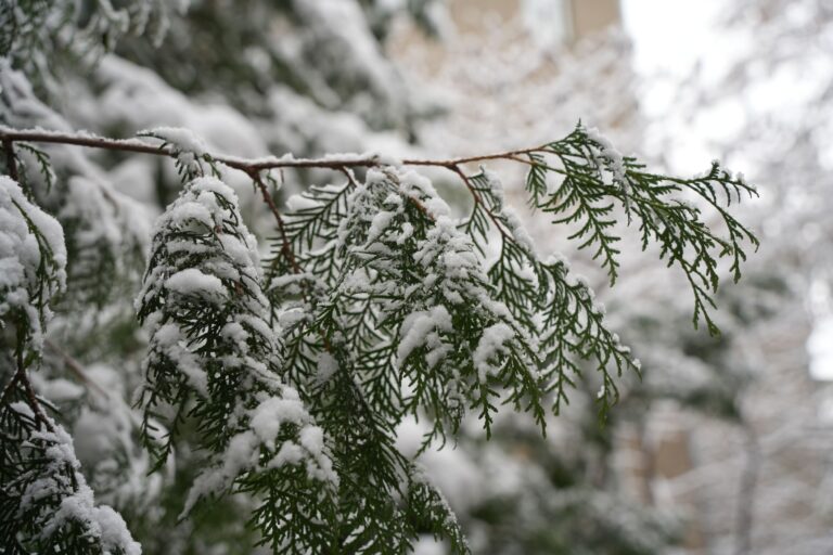 Мокрий сніг та дощ: якою буде погода в Харкові