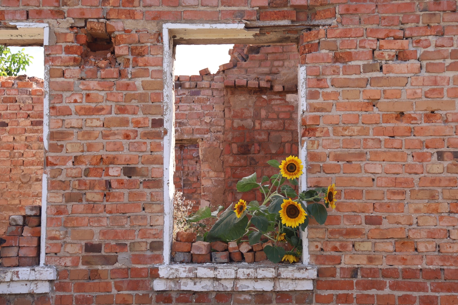 Соняшник проростає через вікно зруйнованого будинку. Старий Салтів