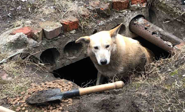 На Харківщині поліціянти врятували пса, який опинився під плитою після обстрілу