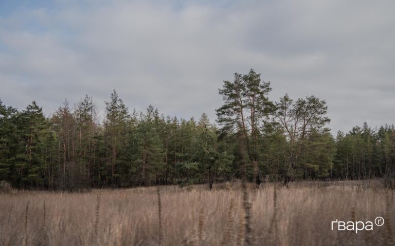 Майже половина лісів Харківщини постраждала внаслідок повномасштабного вторгнення РФ