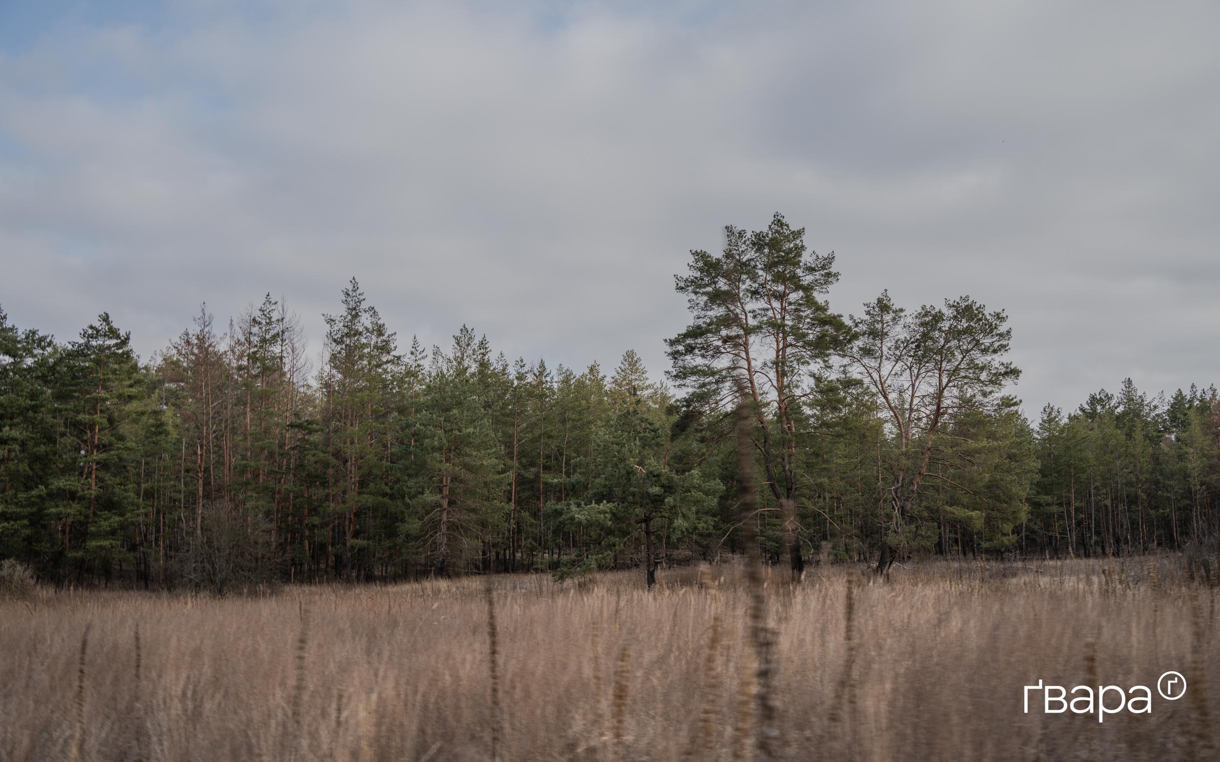 Ліс навколо села Залиман Харківської області.
