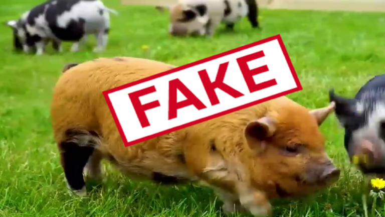 Фейк. На змаганнях в Англії виступила свиня на прізвисько «Залужний»