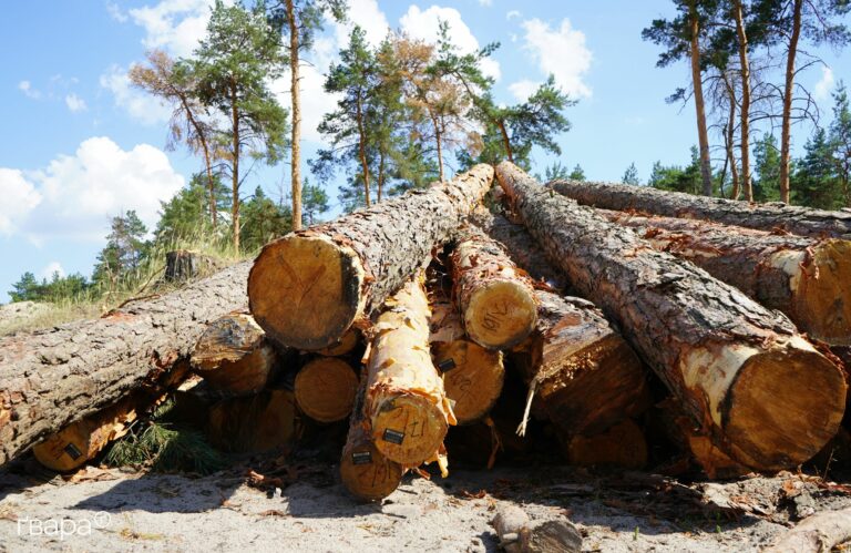 Вирубка Основ’янського лісу: завод «Харківські Будматеріали» не постачає будматеріали для зведення фортифікацій