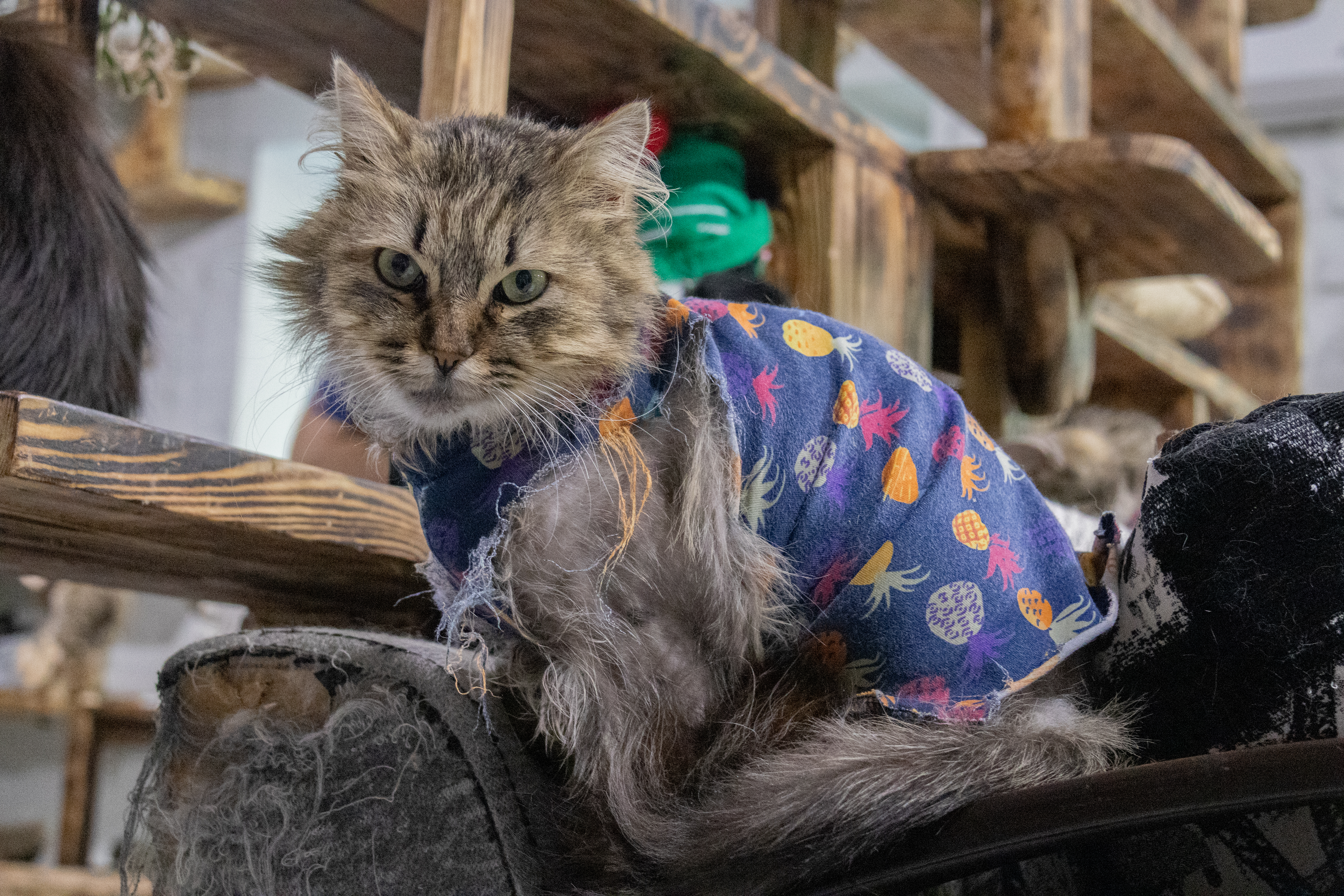 У Харкові працює реабілітаційний центр для котів «Маленький принц» / Фото: Поліна Куліш для Ґвара Медіа
