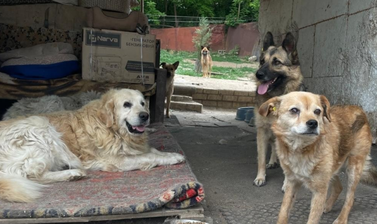 У поліції показали евакуацію тварин з прифронтових населених пунктів Харківщини
