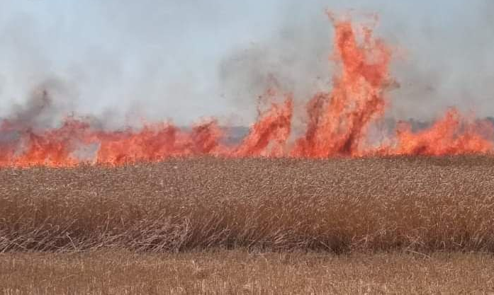 На Харківщині вогнеборці врятували понад 50 гектарів пшениці