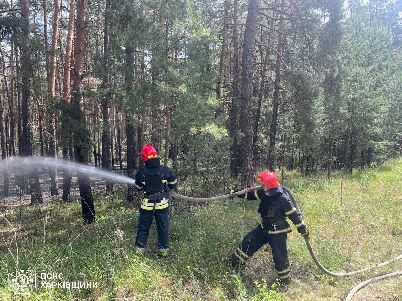 State Emergency Service's workers putting out forest fire / Photo: SES' social media