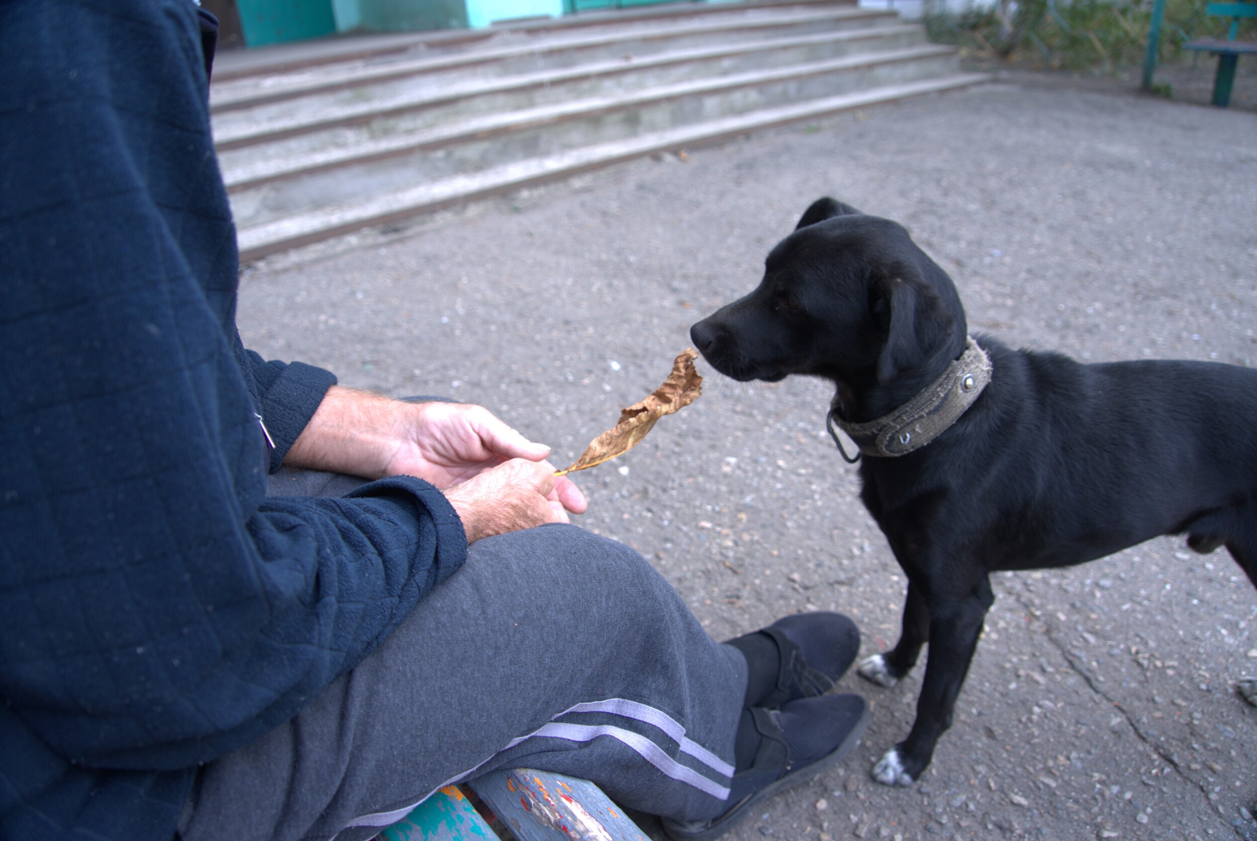 Zhuk, Oleksandr's dog. Kivsharivka, October 2024 / Photo: Yana Sliemzina, Gwara Media