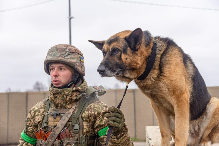 В листопаді кінологи у Харкові вилучили понад 9 тисяч заборонених предметів