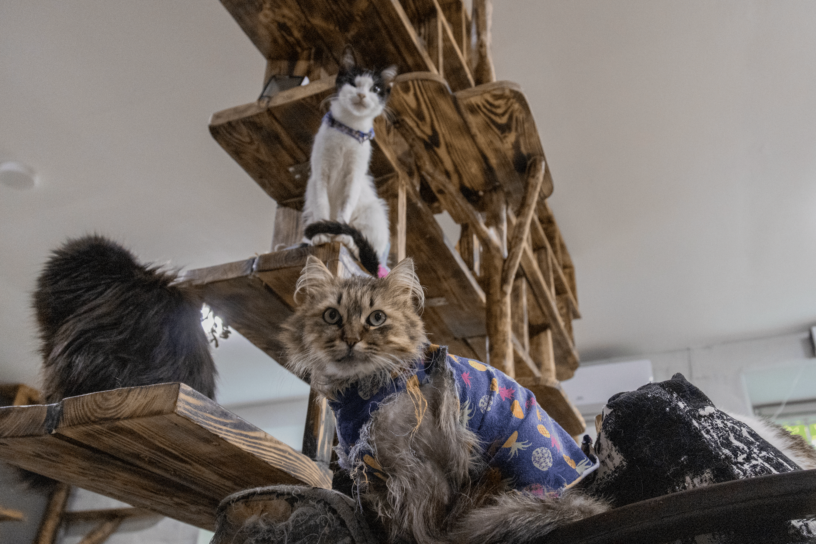 The cats of the rehabilitation centre, evacuated from various war zones in Ukraine, in the café “Little Prince” in Kharkiv, founded to improve mental health for both people and animals affected by Russian aggression / Photo: Viktoria Mankovska, Gwara Media