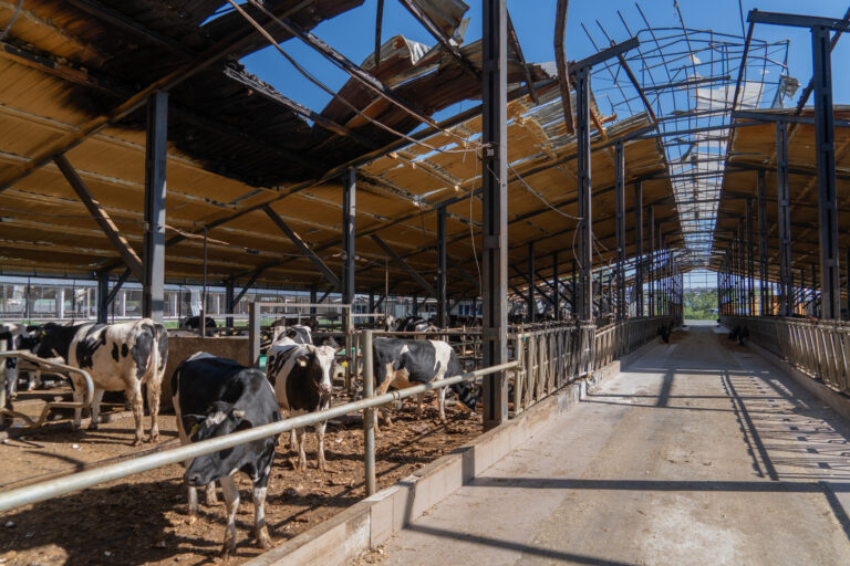 Russian attacks killed about half of cow population of farms in Kharkiv Oblast