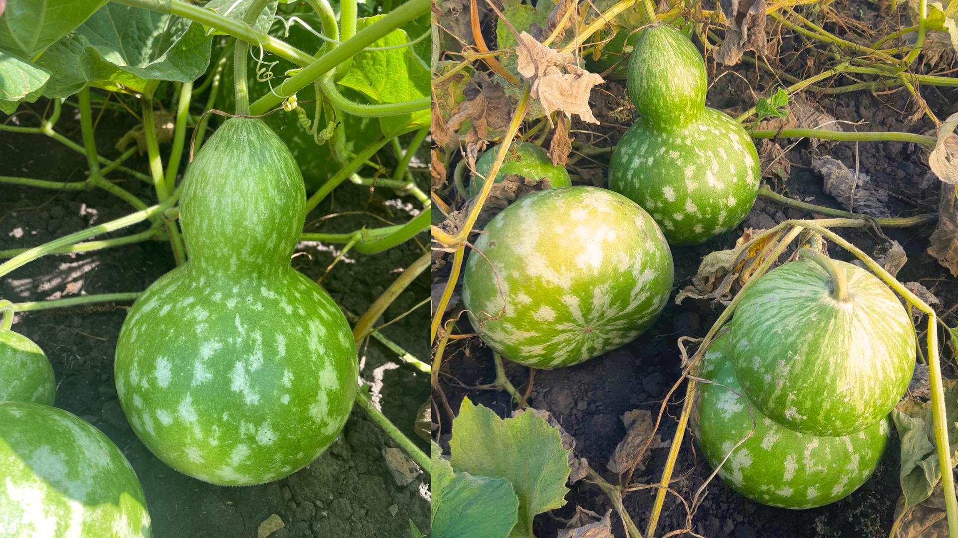 Лагенарії на городі митця