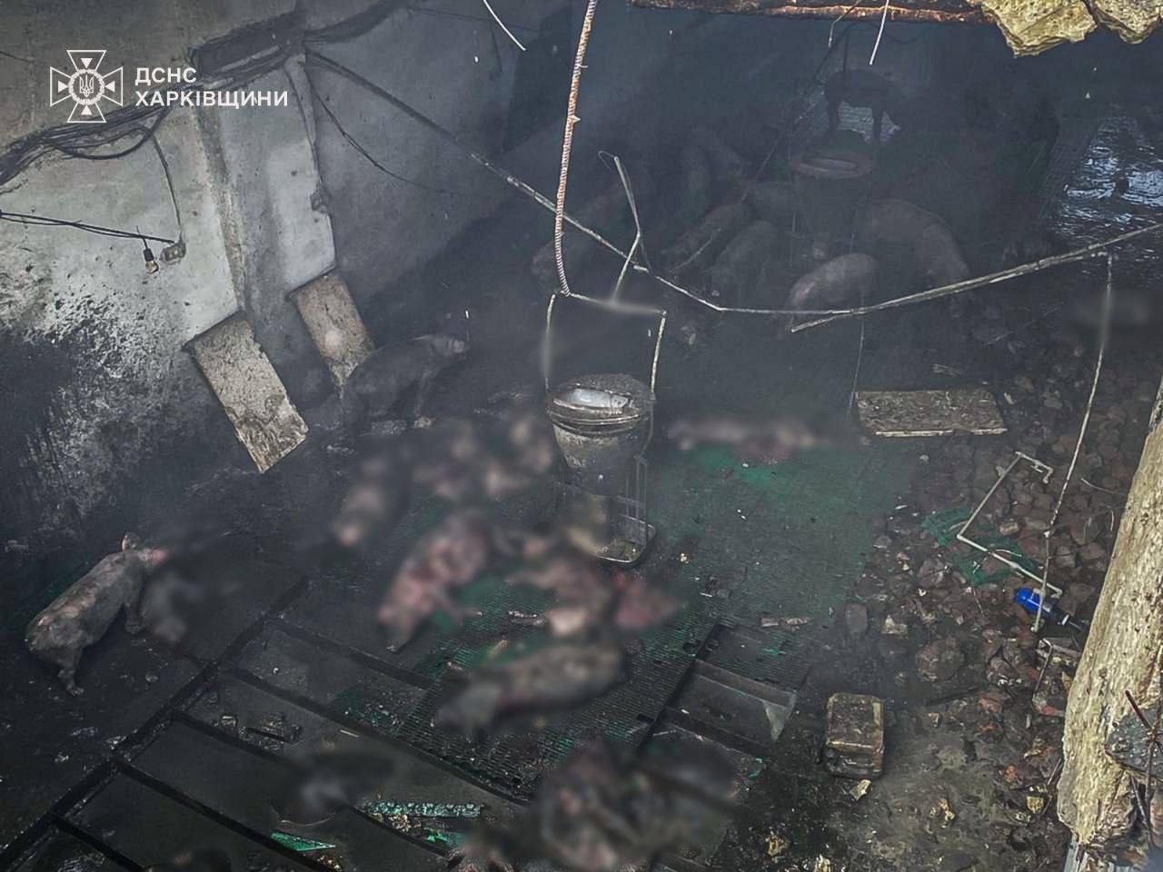 Russian drone attacks farm in Kharkiv region, injuring 1 person, killing nearly 100 pigs