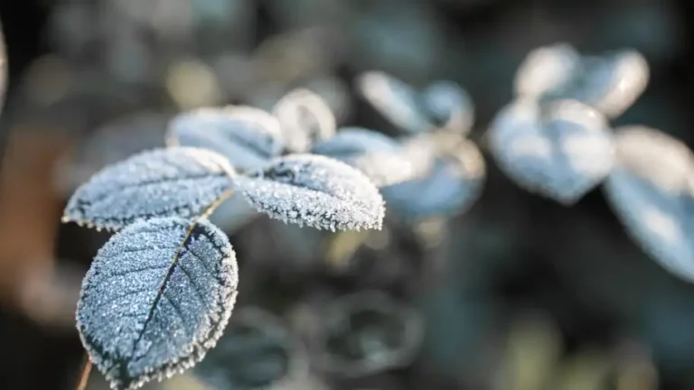 На Харківщині найближчими днями очікуються заморозки