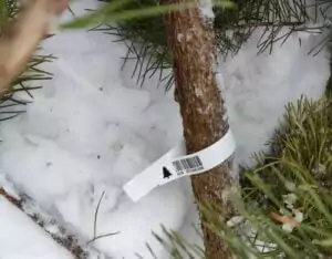 зображення до посту: Christmas vs environmental initiatives: how does it work in Ukraine?