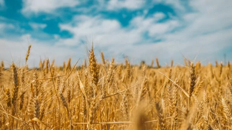State Environmental Inspectorate: Initial Damage Assessment in Kharkiv Oblast Reaches $2 billion