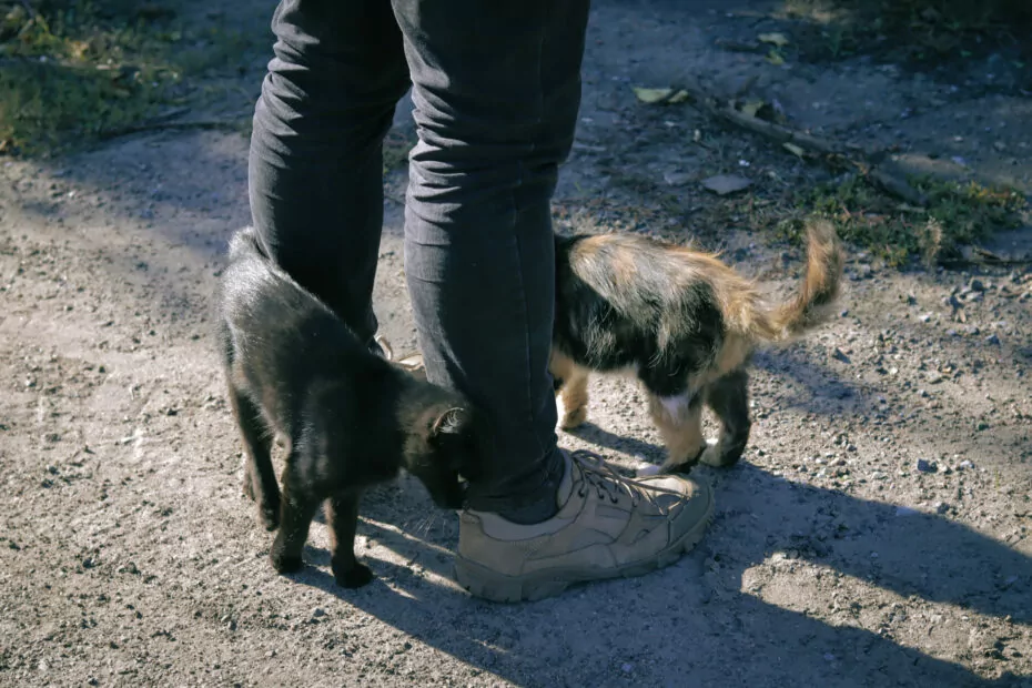 Котики Камʼянки
