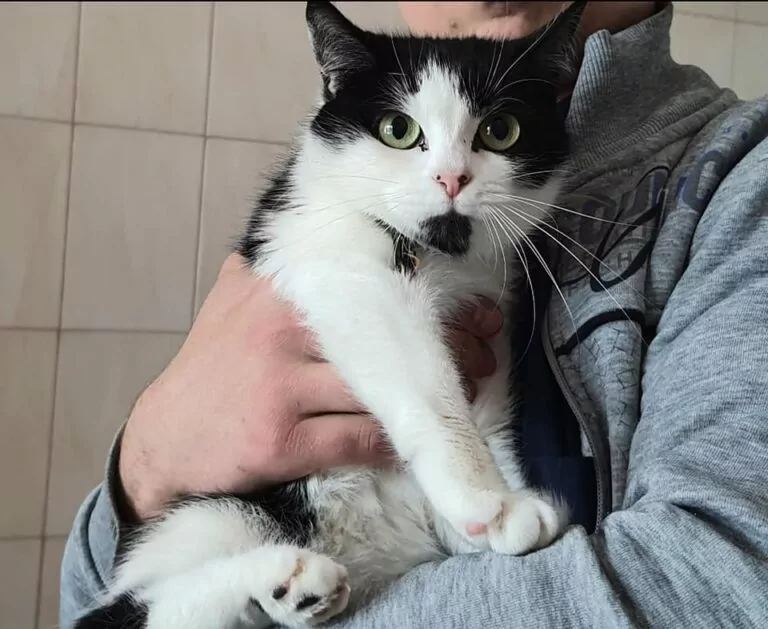 Харківський притулок шукає родини для 100 котів