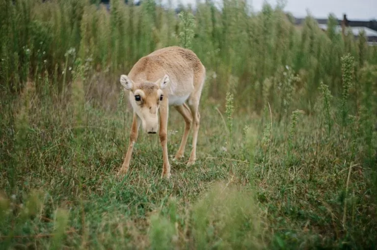 Wild Nature Park Olkhova Balka in Kharkiv Oblast Mined