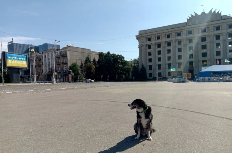 UPAW :ЗСУ просуваються вперед, кількість тварин, які вижили і потребують допомоги, зростає