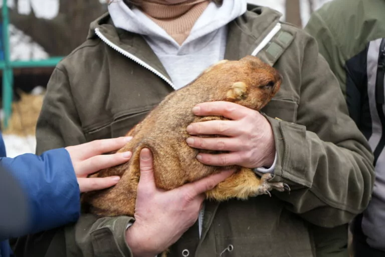 Kharkiv Groundhog Tymko Predicts Warm Spring — Photo