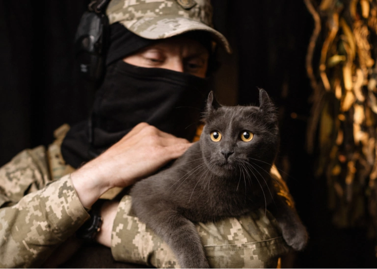 «Збір на котиків та “котиків”»: Фонд Притули та UAnimals оголосили спільну ініціативу￼