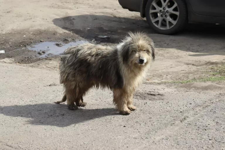 У Київському районі Харкова зафіксували випадок сказу