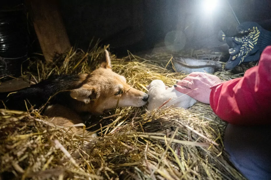 зображення до посту: One Day of Rebuilding Life With Family in Ruski Tyshky in Kharkiv Oblast