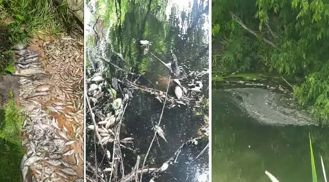 На річці Уди поблизу Пісочина виявлено мор риби