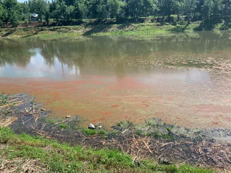 Жителі Північної Салтівки занепокоєні станом води в озері у Манжосовому Яру
