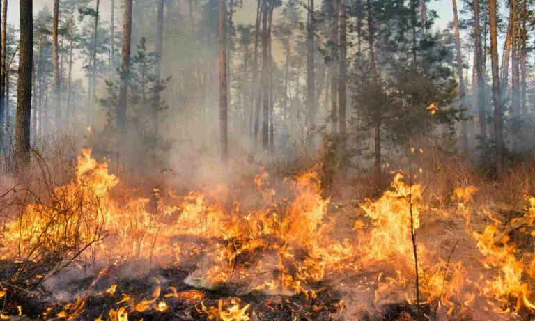 Russian troops shell forests in two districts of Kharkiv region