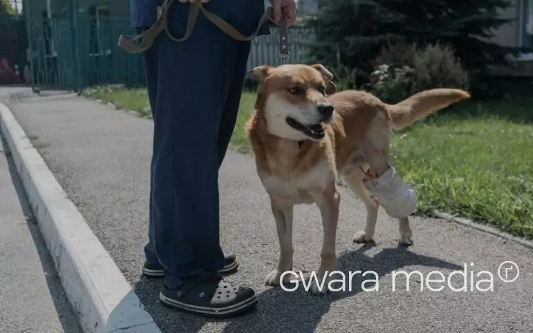 Animals from Kupyansk Were Evacuated to Kharkiv. Some of the Dogs Have Been Rehomed
