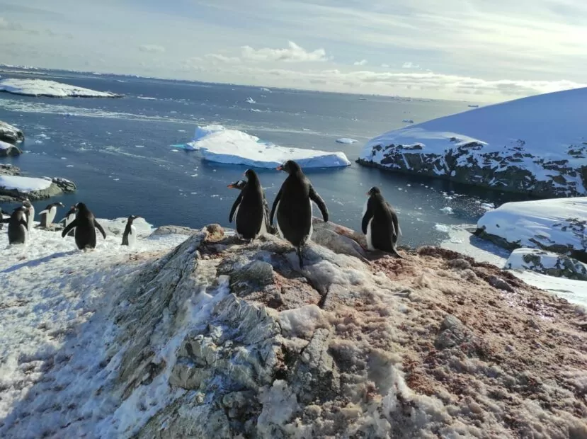 зображення до посту: From Kharkiv, Ukraine to Antarctica: How Scientists of Vernadsky Research Base Study Coldest Continent 