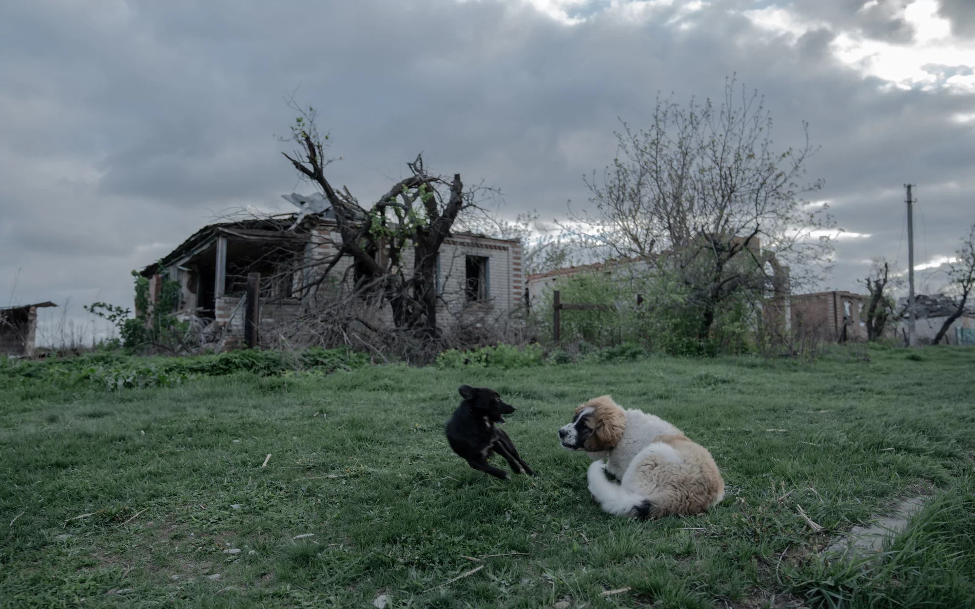 У господарстві Таміли є дві собаки / Фото: Іван Самойлов, Ґвара Медіа