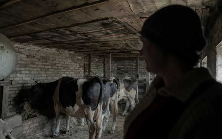 Росіяни вдарили по фермі в Чугуївському районі: поранено вісім корів