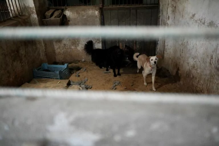 In photos: Russian troops drop bombs near animal shelter in Kharkiv  