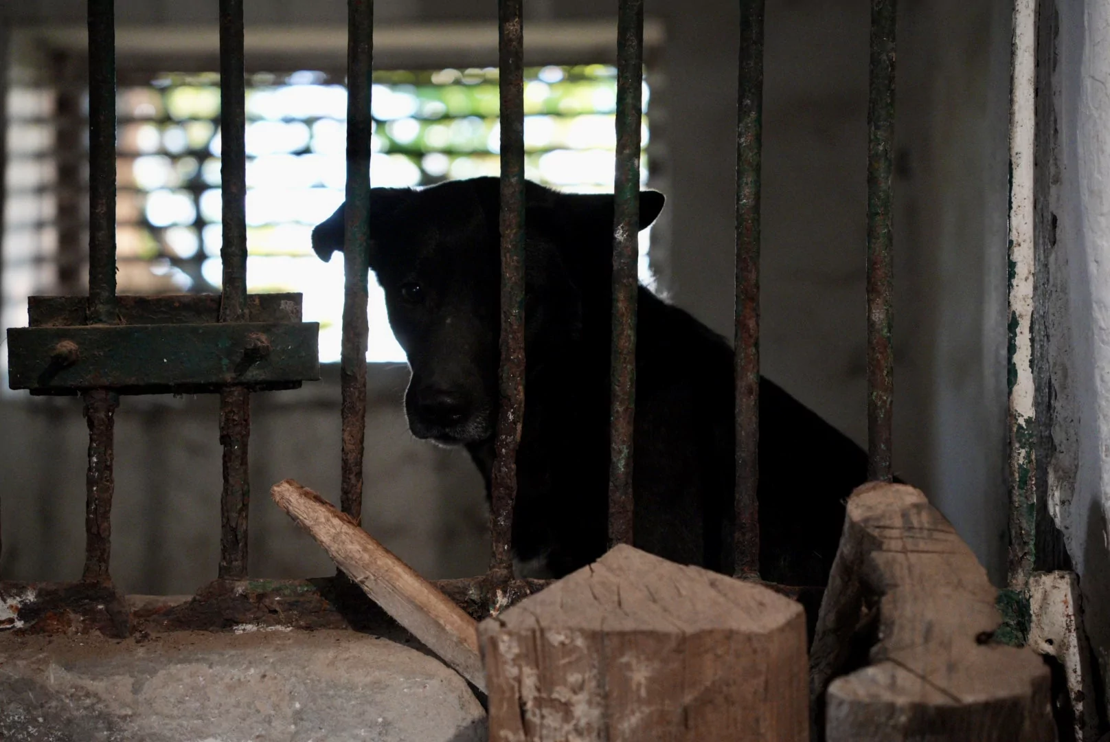 зображення до посту: In photos: Russian troops drop bombs near animal shelter in Kharkiv  